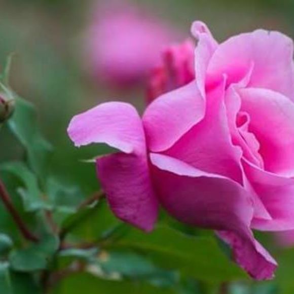 Meet your Posher, Clifton - Picture 1 of 1